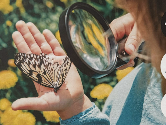 Balade nature : "Les insectes"