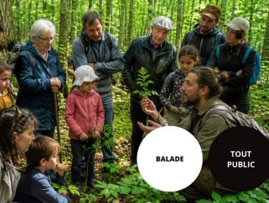 Balade nature : les plantes comestibles