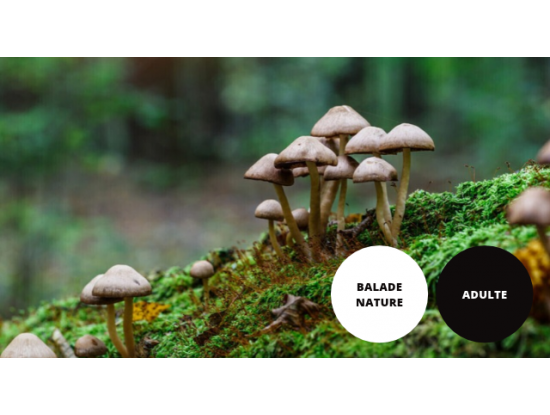 Balade nature : les champignons
